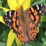 Sample 5 – Painted butterfly