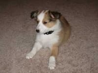 Sample 2 – Shetland sheepdog