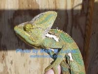 Sample 6 – African chameleon