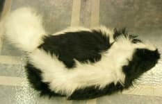 Sample 3 – Skunk