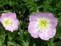 Sample 2 – Pink primrose
