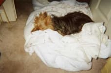 Sample 1 – Australian terrier