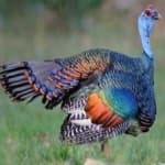 Sample 6 – Ocellated turkey