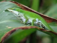 Sample 1 – American chameleon