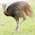 Sample 5 – Cassowary