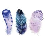 Sample 5 – Feather