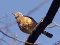Sample 4 – Robin