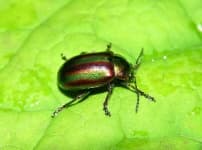 Sample 5 – Leaf beetle