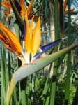 Sample 19 – Bird of paradise flower