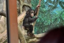Sample 4 – Monkey