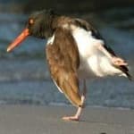Sample 3 – Oyster catcher