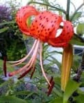 Sample 3 – Tiger lily