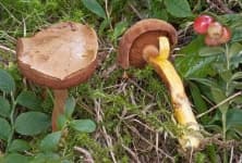 Sample 6 – Suillus
