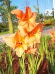 Sample 6 – Sword lily