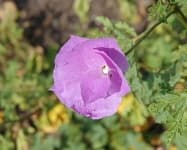 Sample 6 – Pelargonium