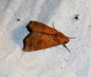 Sample 3 – Moths and butterflies
