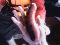 Sample 5 – Sea cucumber