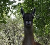 Sample 3 – Llama