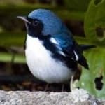 Sample 1 – Black throated warbler