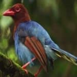 Sample 5 – Sri lanka blue magpie