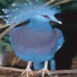 Sample 2 – Victoria crowned pigeon