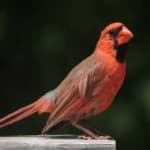 Sample 5 – Northern cardinal