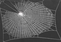 Sample 2 – Cobwebbed