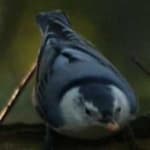 Sample 3 – Crested nuthatch