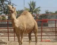 Sample 2 – Arabian camel