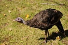 Sample 4 – Hen