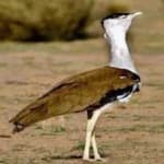 Sample 6 – Indian bustard