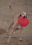Sample 6 – Whippet
