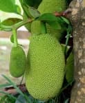 Sample 4 – Jackfruit