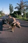 Sample 4 – Oxcart