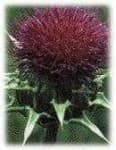 Sample 5 – Cardoon