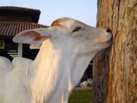 Sample 1 – Cattle