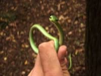Sample 2 – Green snake
