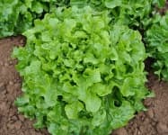 Sample 3 – Lettuce
