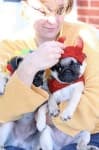 Sample 6 – Pug