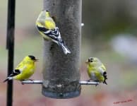 Sample 5 – Goldfinch
