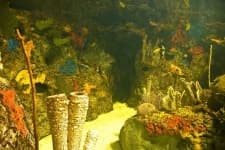 Sample 2 – Coral reef