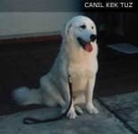 Sample 5 – Kuvasz
