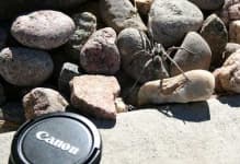 Sample 2 – Wolf spider