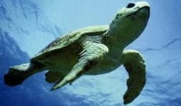 Sample 3 – Loggerhead