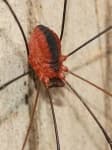 Sample 1 – Harvestman