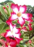 Sample 1 – Desert rose