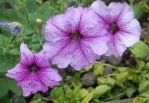 Sample 6 – Petunia
