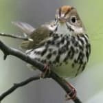 Sample 4 – Ovenbird