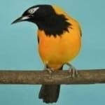 Venezuelian troupial image dataset preview