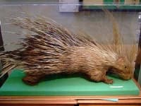 Sample 3 – Porcupine